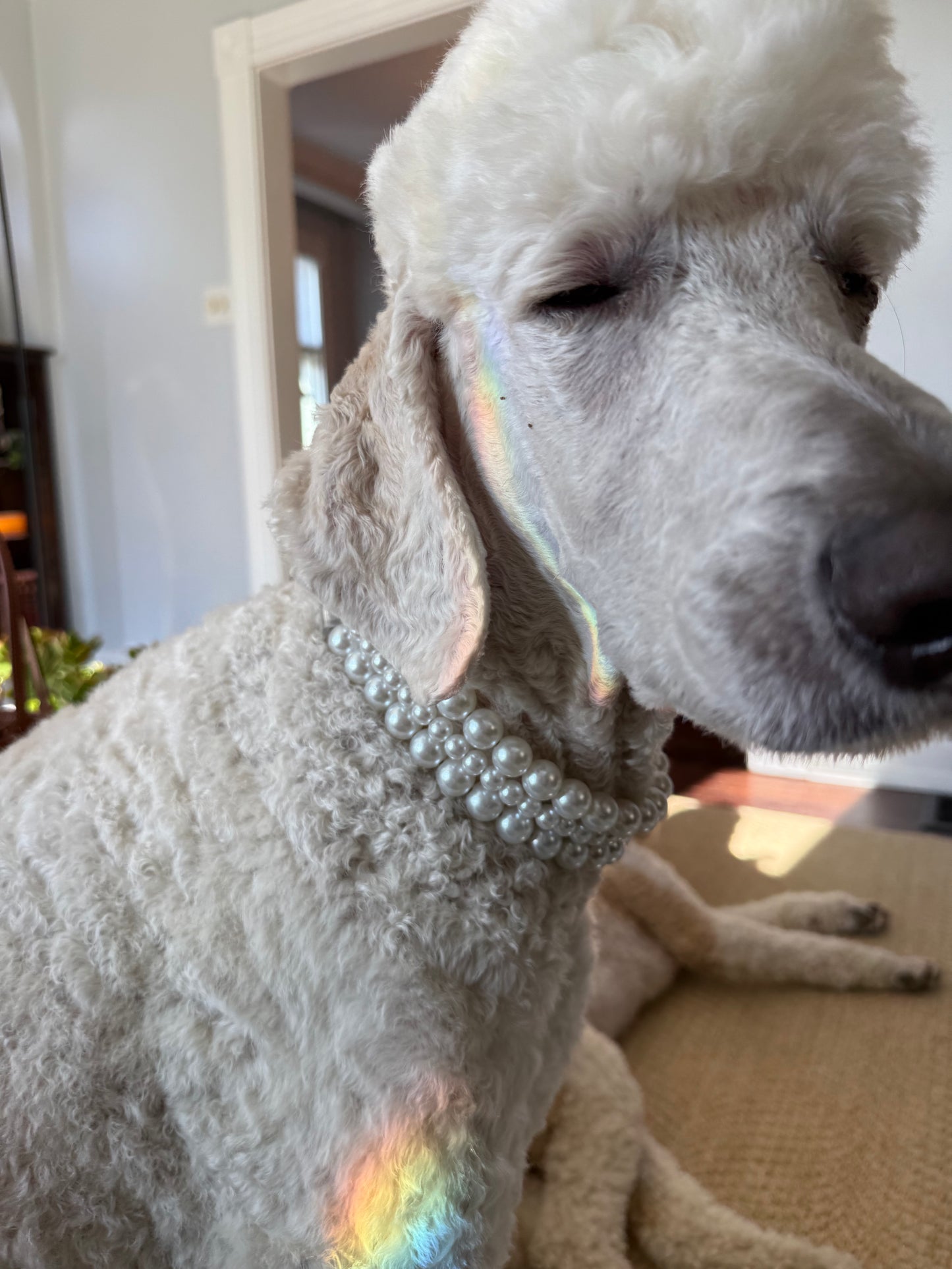 Dog Pearl Collar